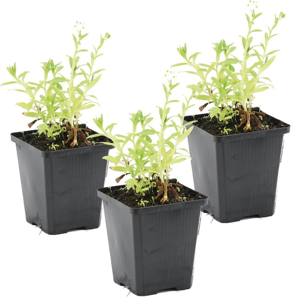 Bloomique - 3er Set - Myosotis Palustris - Produktbild 