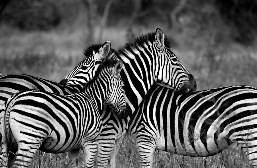 hansepuzzle 81468 - Zebras Puzzle, 500 Teile, Natur, 46,0 x 30,0cm mit hochwertiger Aufbewahrung, Kartonbox und wiederverschließbarem Beutel