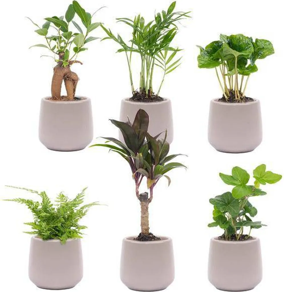 Kit 6 plantes d'intérieur facile d'entretien - Pots Joey Ø8cm gris mat