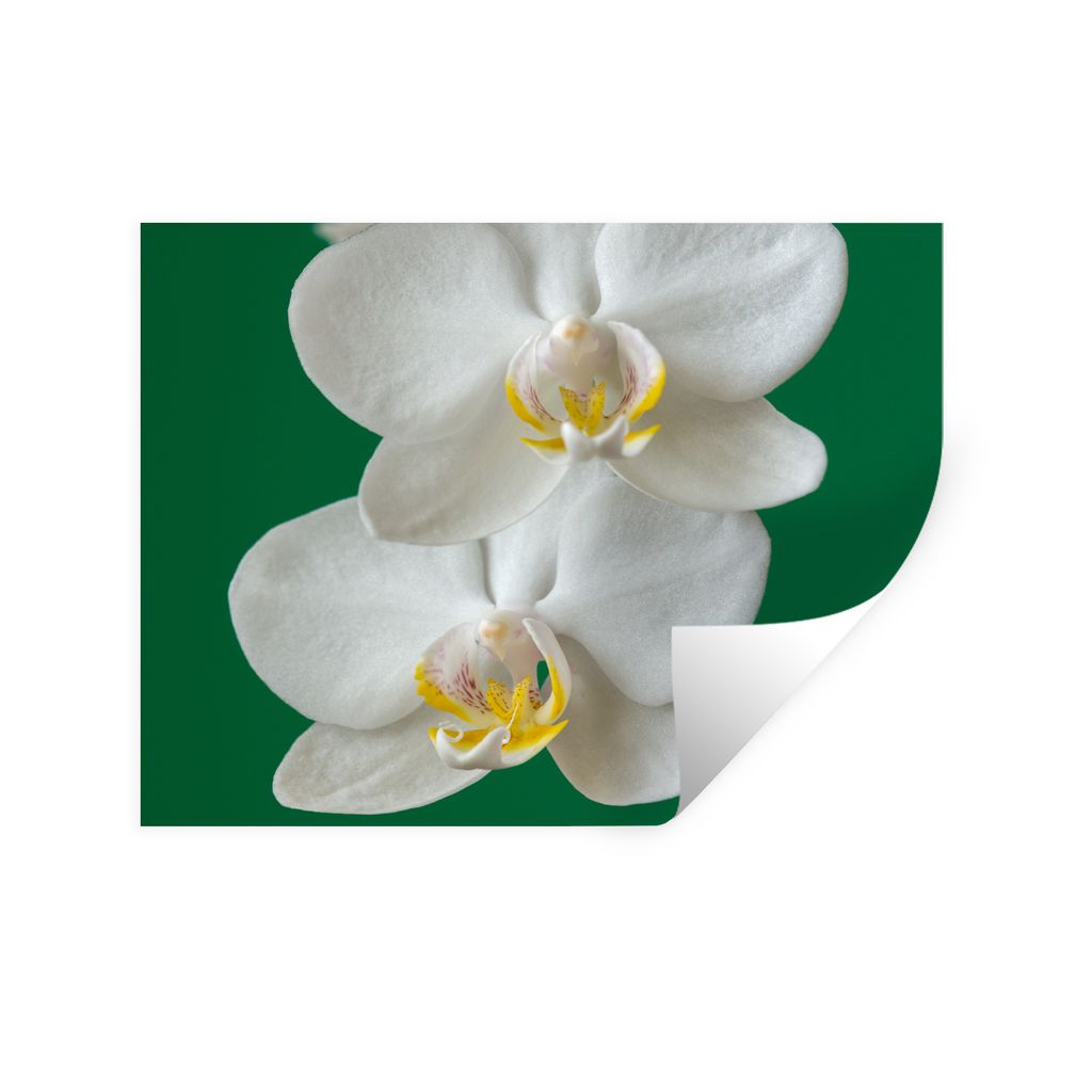 MuchoWow Wandtattoo Wandsticker Wandaufkleber Orchidee mit grünem Hintergrund 160x120 cm Selbstklebend und Repositionierbar - Selbstklebend - Fo...