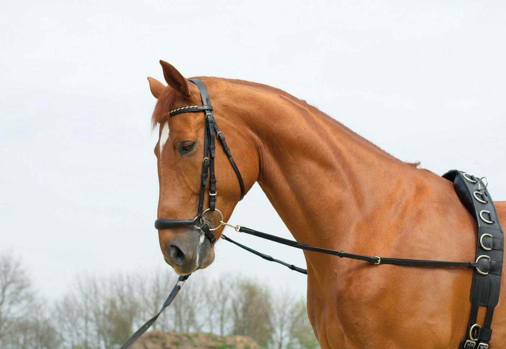 BUSSE Ausbindezügel Basic-Elastik Schwarz Pony