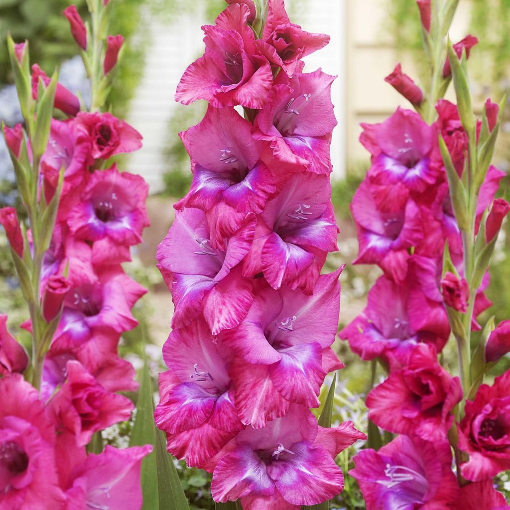 Gladiole Blumenzwiebeln Schwertblume Sommerblühende Produktbild 