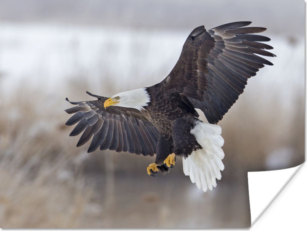 MuchoWow Poster Ein amerikanischer Weißkopfseeadler mit ausgebreiteten Flügeln. 120x90 cm - Wandbild