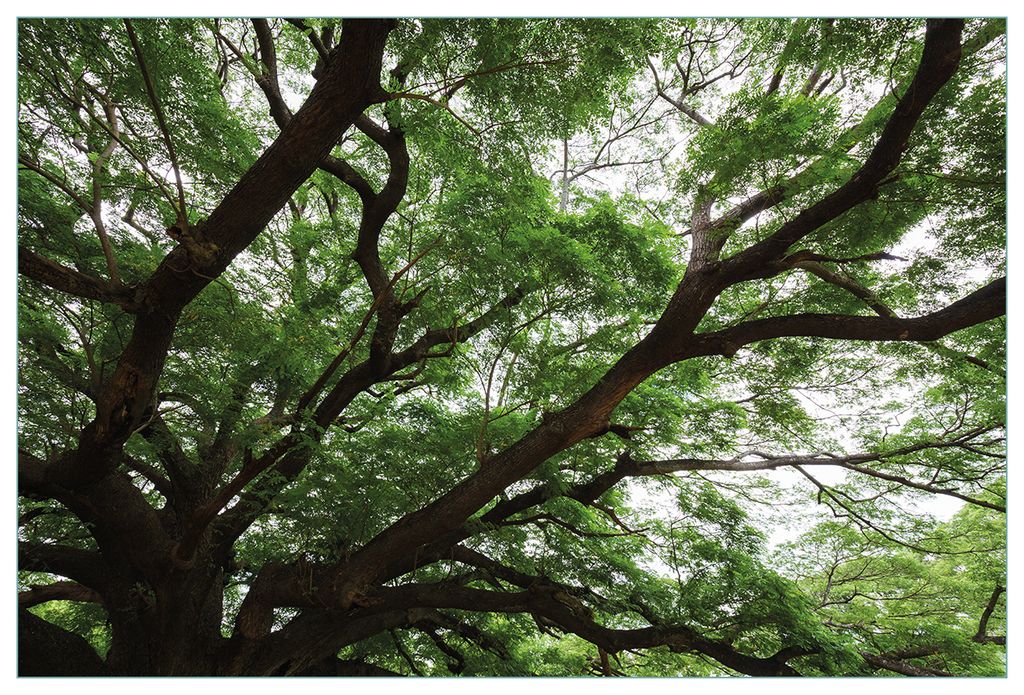 Wallario Küchenrückwand aus Glas, Größe: 90 x 60 cm, Motiv: Gigantischer Regenbaum von unten | Spritzschutz | abwischbar | pflegeleicht | in