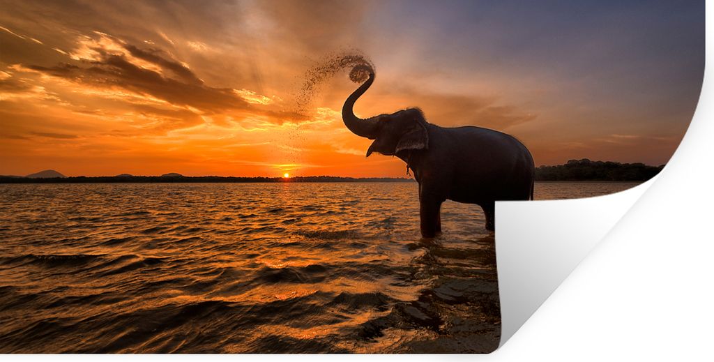 MuchoWow Wandtattoo Wandsticker Wandaufkleber Elefant - Meer - Tiere - Sonnenuntergang - Orange 40x20 cm Selbstklebend und Repositionierbar - Auf...