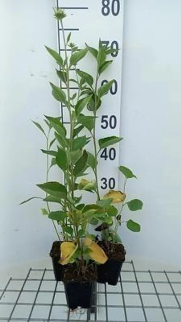 Rudbeckia Little Henry pour Massif Ensoleillé - 6 Vivaces en Pot 9cm
