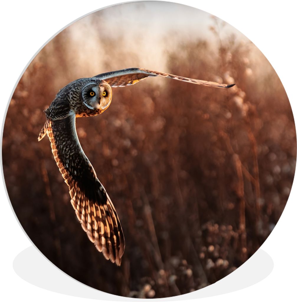 MuchoWow Rundes Wandbild - Runde Bilder Vogel - Eule - Sonnenuntergang - Natur Ø 30 cm Kreis Wanddekoration Kunststoff - Wandkreis - Wandschmuck...
