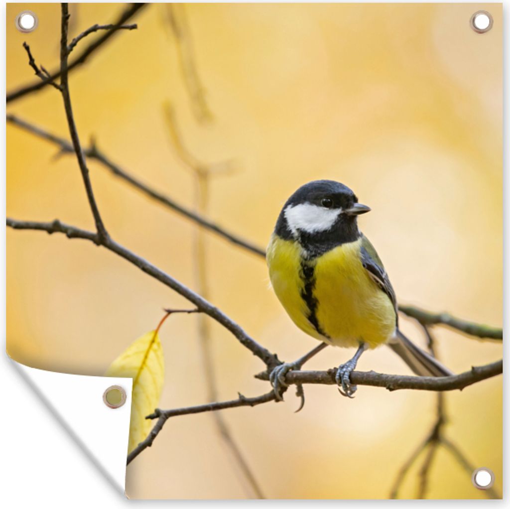 MuchoWow 50x50 cm Outdoor-Poster Gartendeko Sichtschutz Garten Poster für den Garten Kohlmeise - Zweig - Vogel - Tiere