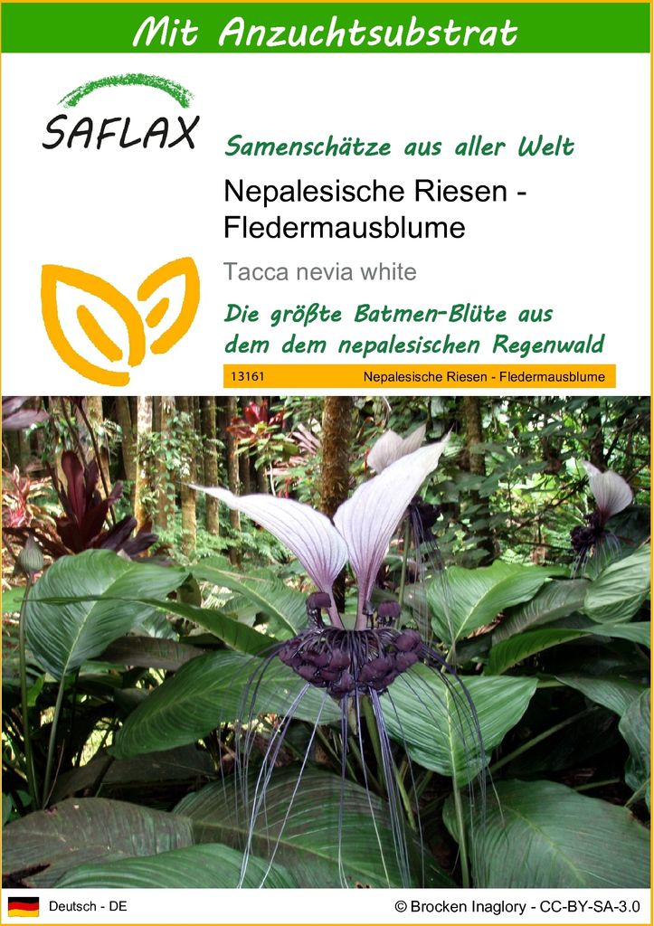 SAFLAX - Nepalesische Riesen - Fledermausblume - Tacca Produktbild 