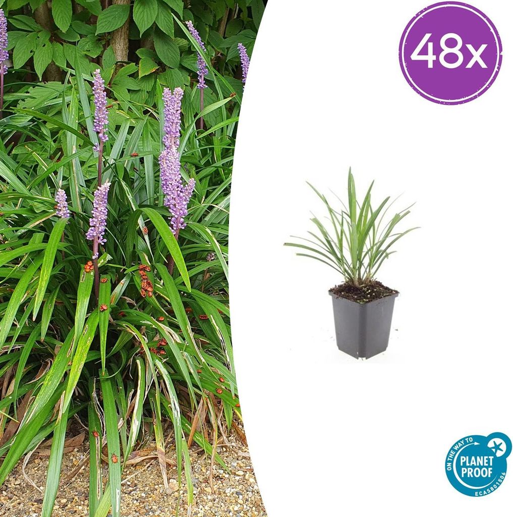 Liriope muscari 'Ingwersen' | 48 Stück - 10-25cm - Ø9cm - Gartenpflanze