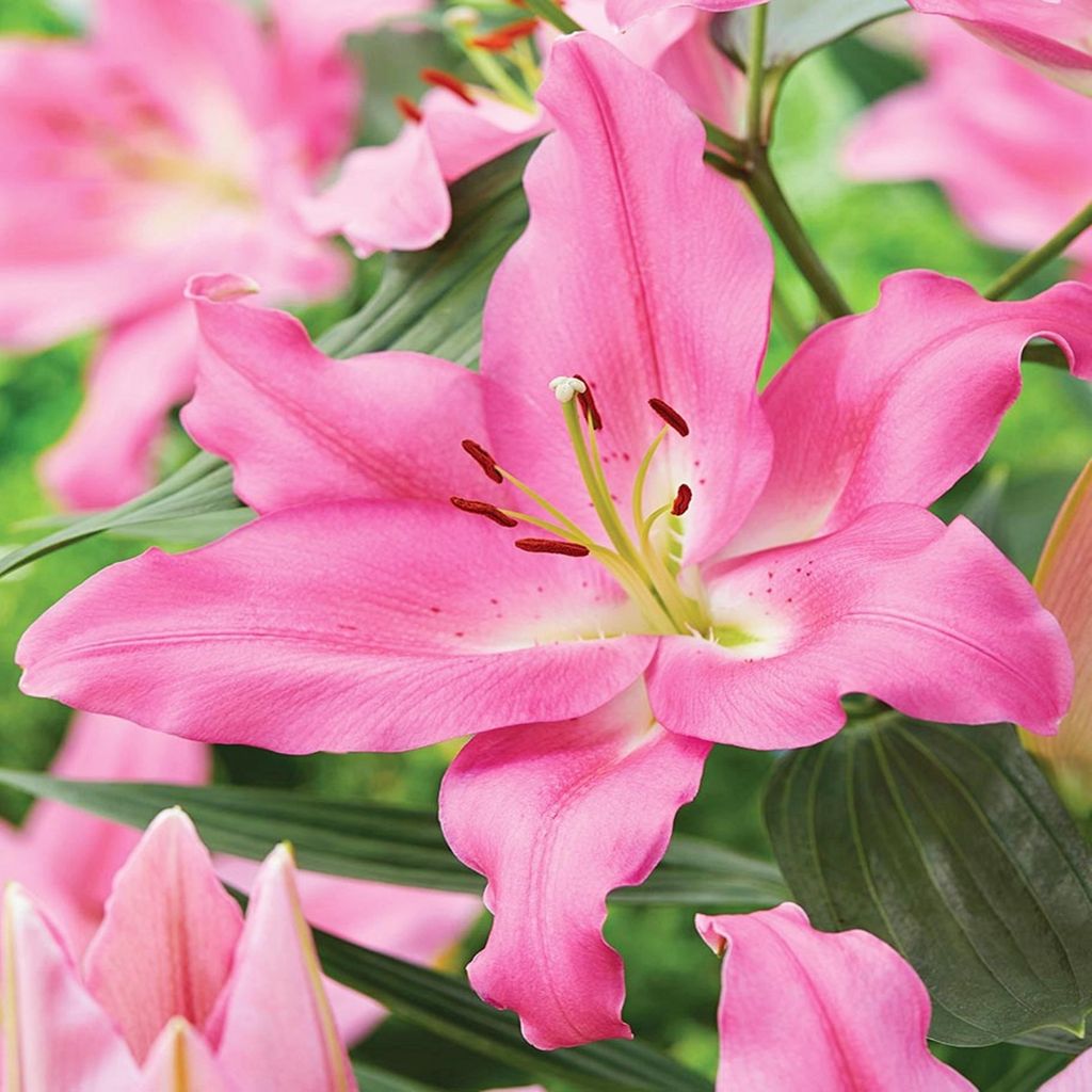 Lilie Blumenzwiebeln Zwiebeln Blumen Orientalische Lilie Praiano 1 St.