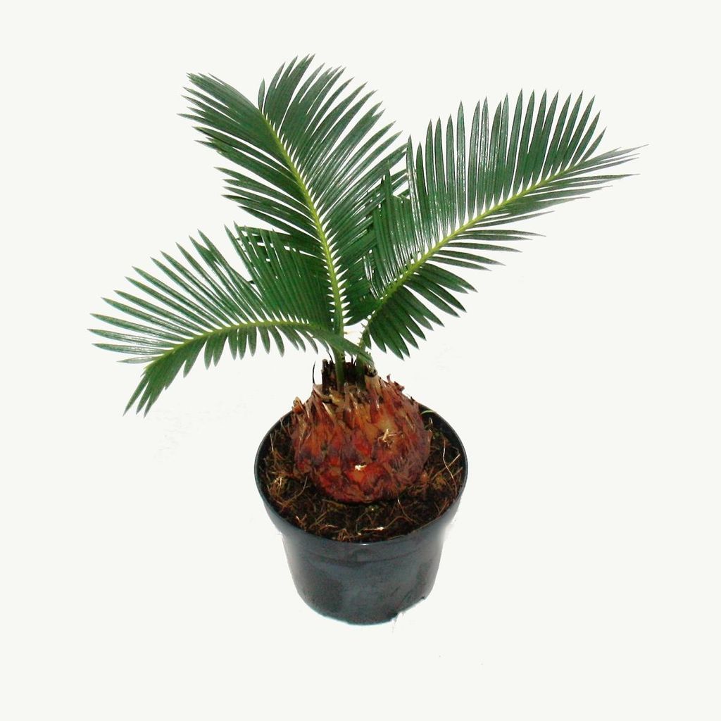 Cycas revoluta  - -  Cycas revoluta giapponese con tubero - Immagine del prodotto 