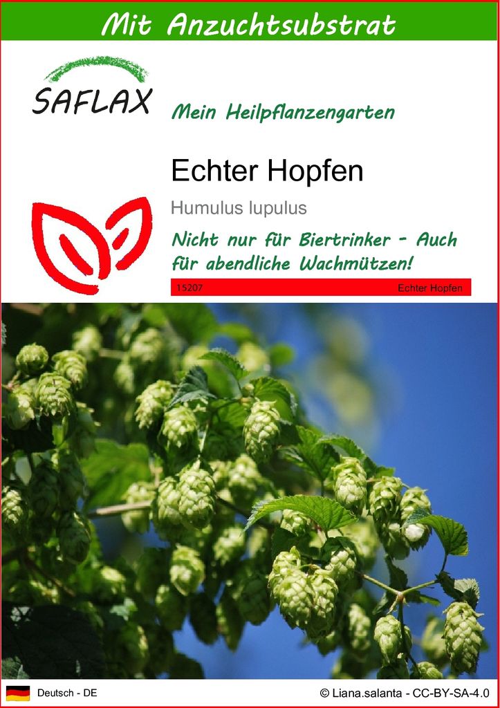 SAFLAX - Echter Hopfen - Humulus lupulus - 50 Samen - Mit Produktbild 