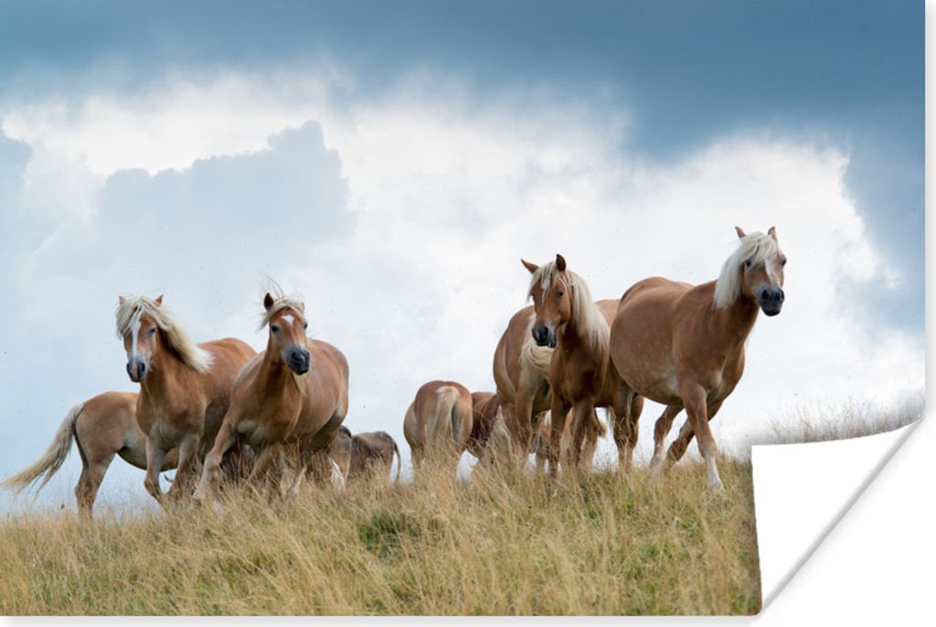 MuchoWow Poster Haflinger Pferde 30x20 cm - Plakate - Print