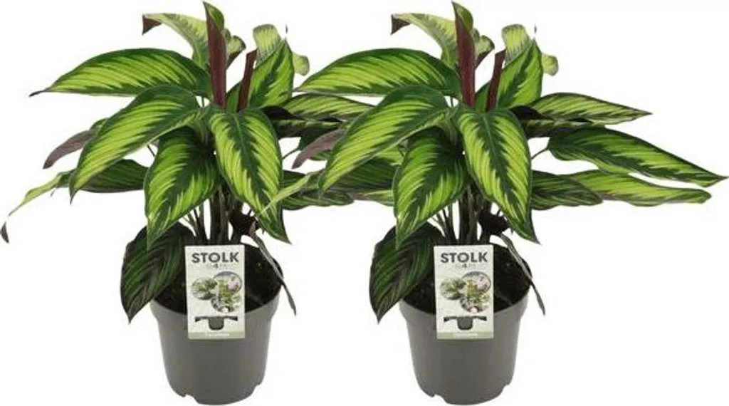 Air sec ? Calathea Majestica Princeps - Lot de 2 Plantes Purifiantes