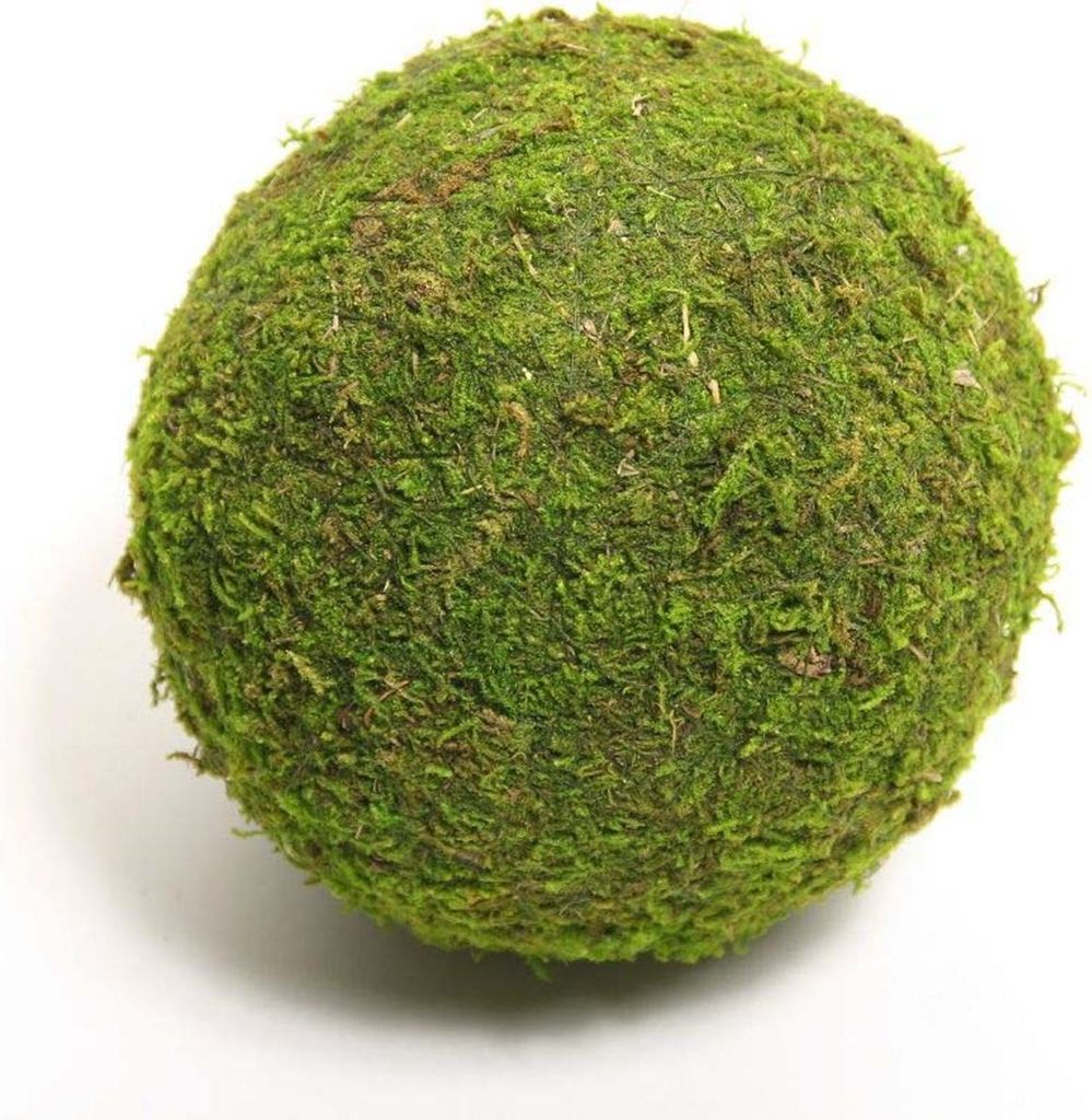 HBx mousse boule vivante naturelle d'Asie ø20cm Image du produit 