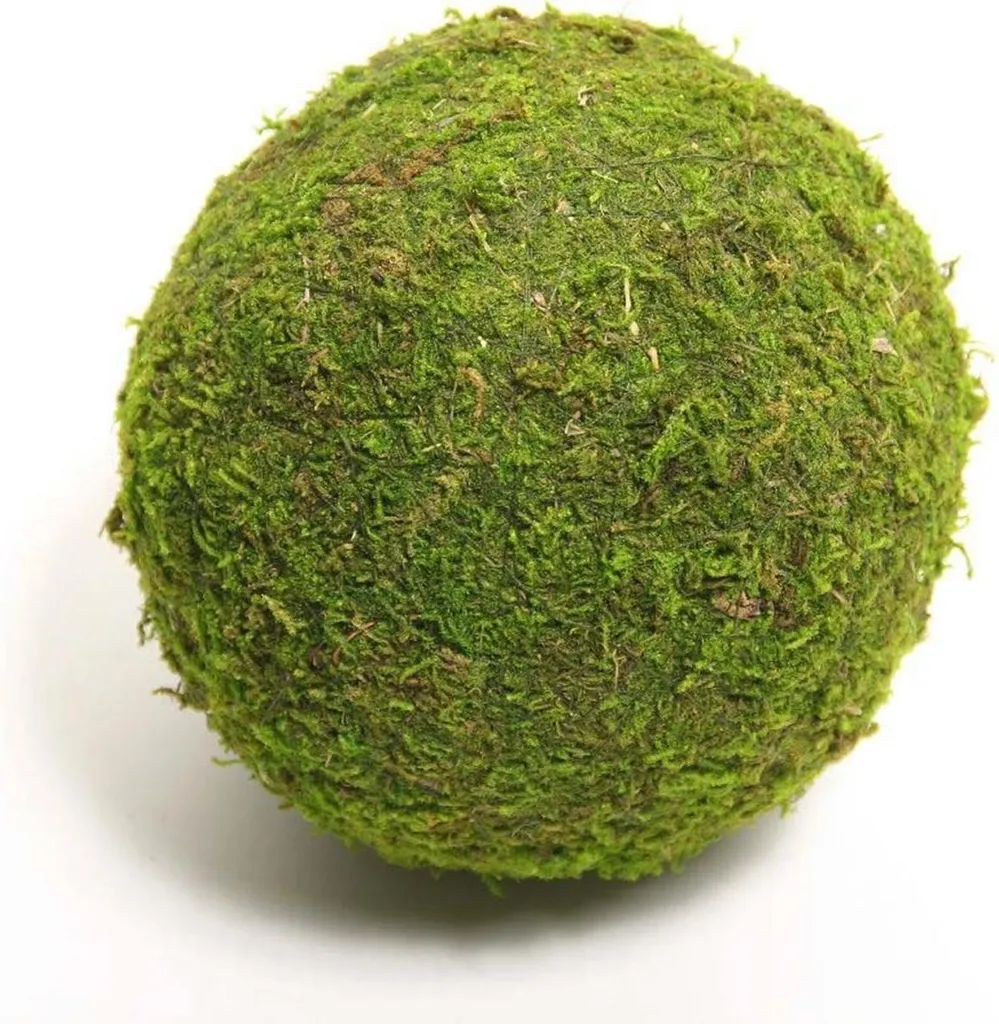 Mousse Boule Vivante Naturelle ø20cm Décoration Végétale Aquarium HBx