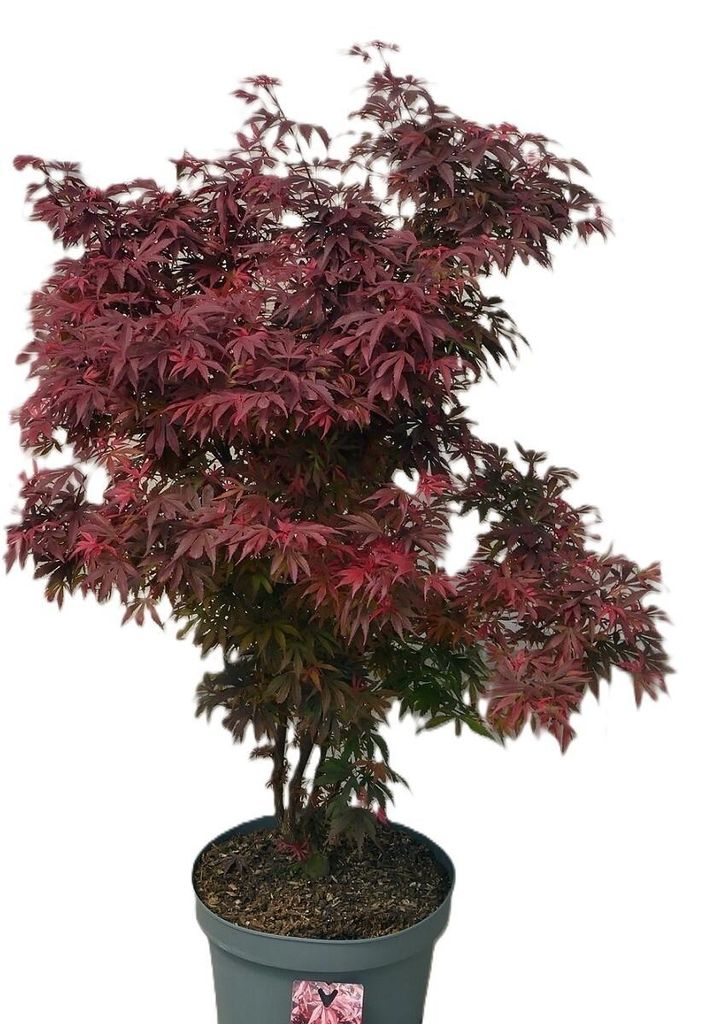 Roter Fächerahorn Acer Palmatum Shaina Hochstamm 80 - 100 cm Ahorn