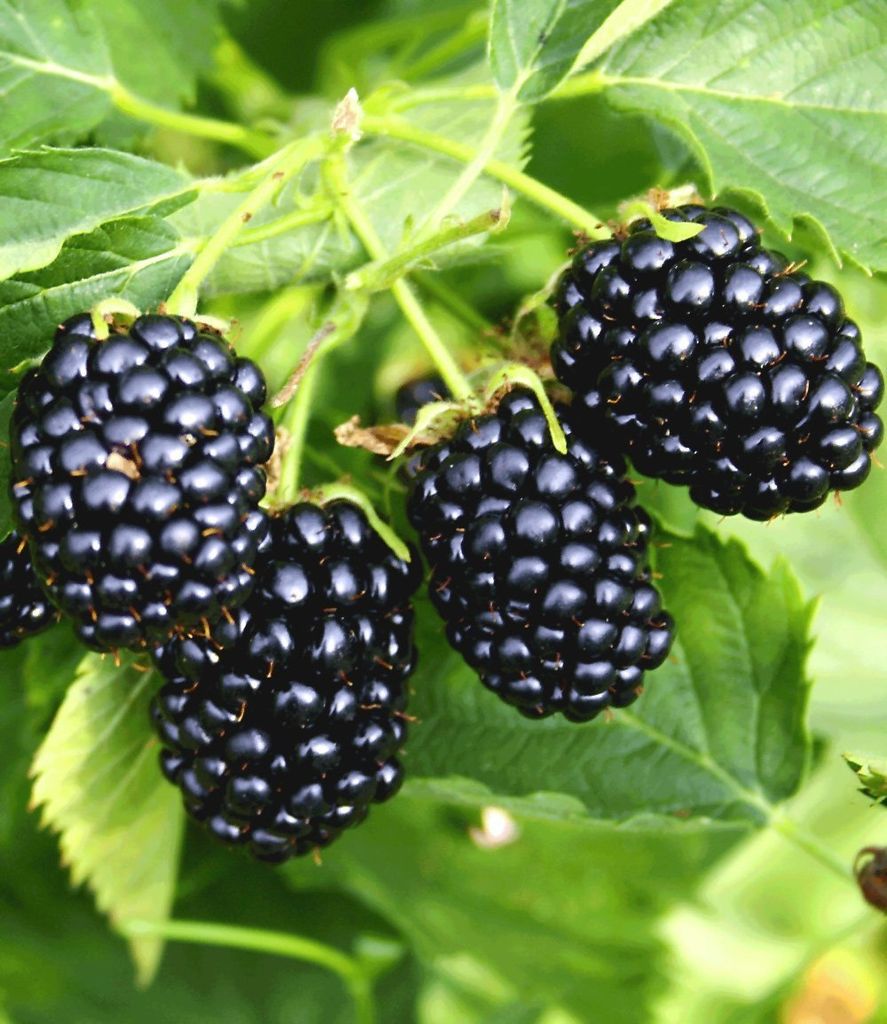 BALDURGarten SäulenBrombeeren Navaho® Kaufland.de