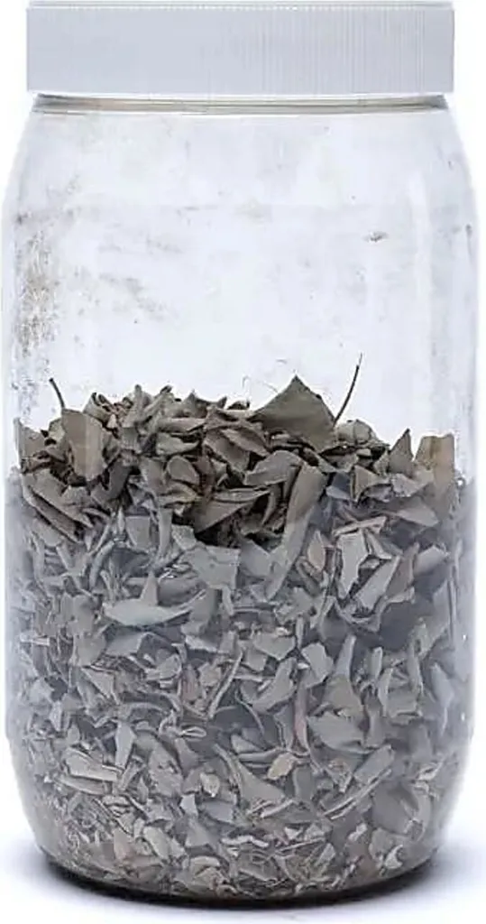 100g Sauge Blanche Sauvage en Pot (Salvia Apiana) - Haute Qualité