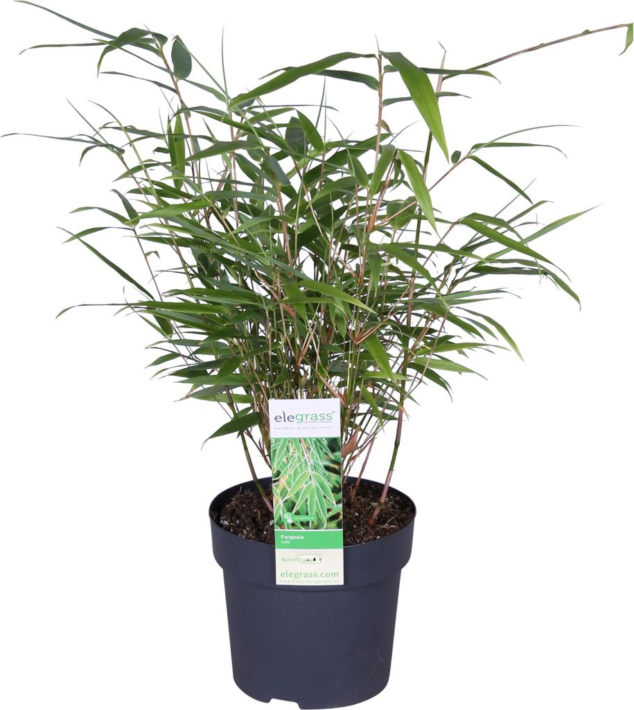 Bloomique - Fargesia Rufa - Bambus Pflanze - Gartenpflanze - Balkonpflanzen - Winterhart - Nicht Invasiv - Höhe 10-20 cm - Topf 10 cm