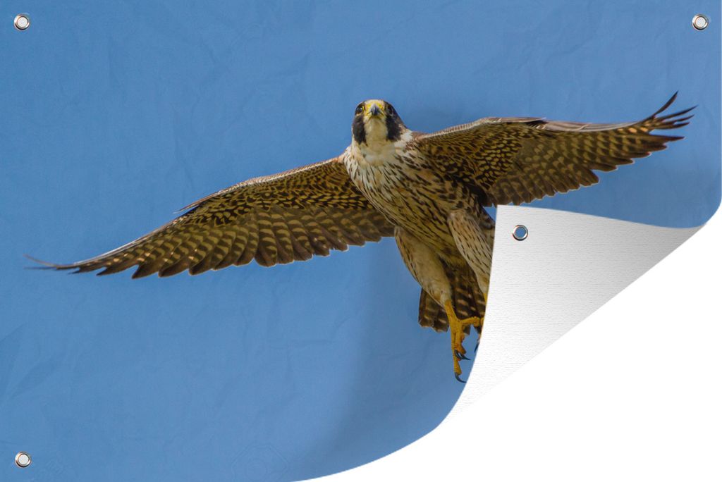 MuchoWow 90x60 cm Outdoor-Poster Gartendeko Sichtschutz Garten Poster für den Garten Wanderfalke - Himmel - Raubvogel