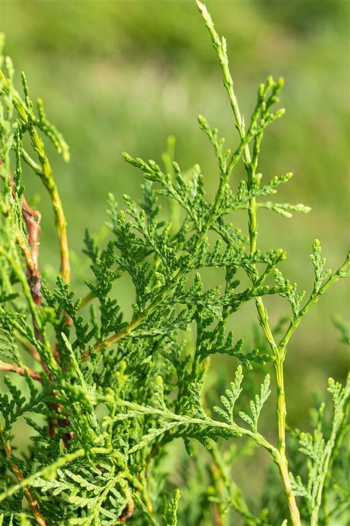 Thuja occidentalis 'Brabant', Lebensbaum, grün, 80–100 cm Produktbild 6