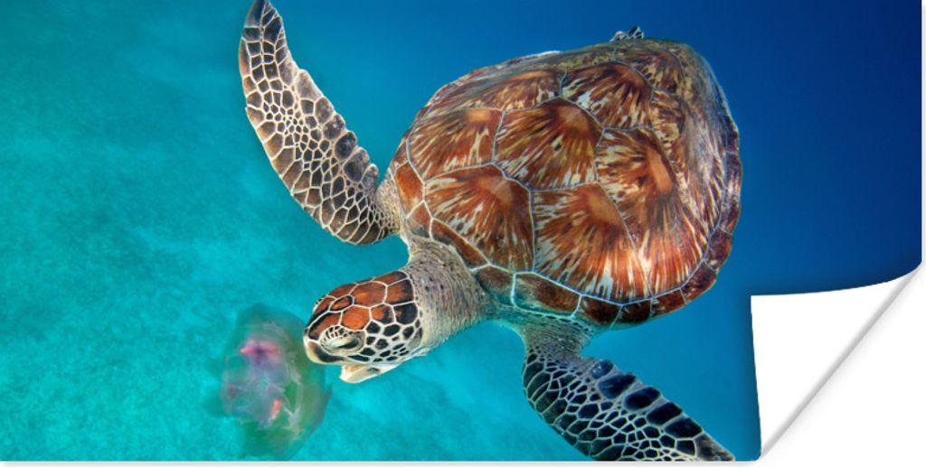 MuchoWow Poster Grüne Schildkröte mit Qualle 40x20 cm - Poster für die Wand - Poster Schlafzimmer