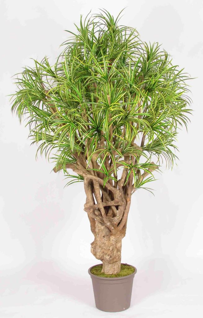 artplants.de Deko Dracaena Reflexa Jamaica KAREG, Echtstamm, grün-gelb, crossdoor, 200cm - Italy - Kunstpflanzen Drachenbaum