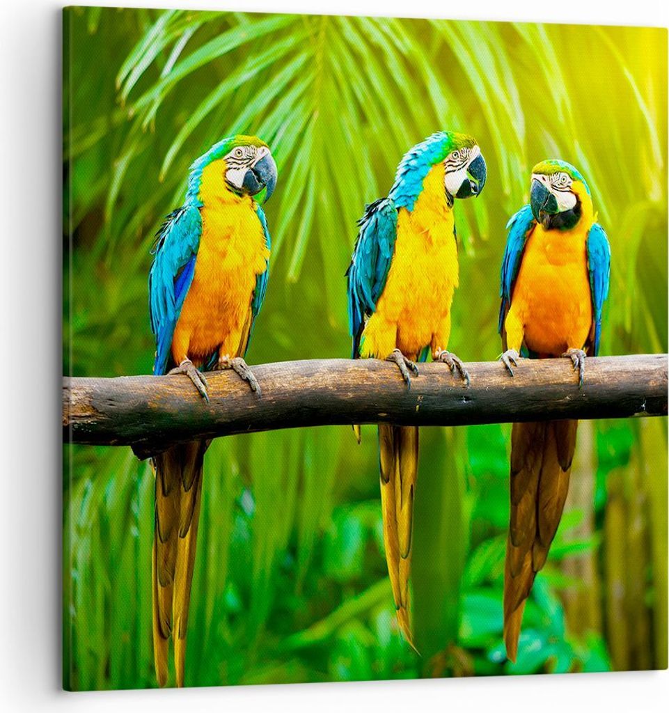 Bild auf Leinwand - Leinwandbild - Papageien Collorful Natur Vögel - 50x50cm - Wand Bild - Wanddeko - Leinwanddruck - Bilder - Kunstdruck - Wandde...