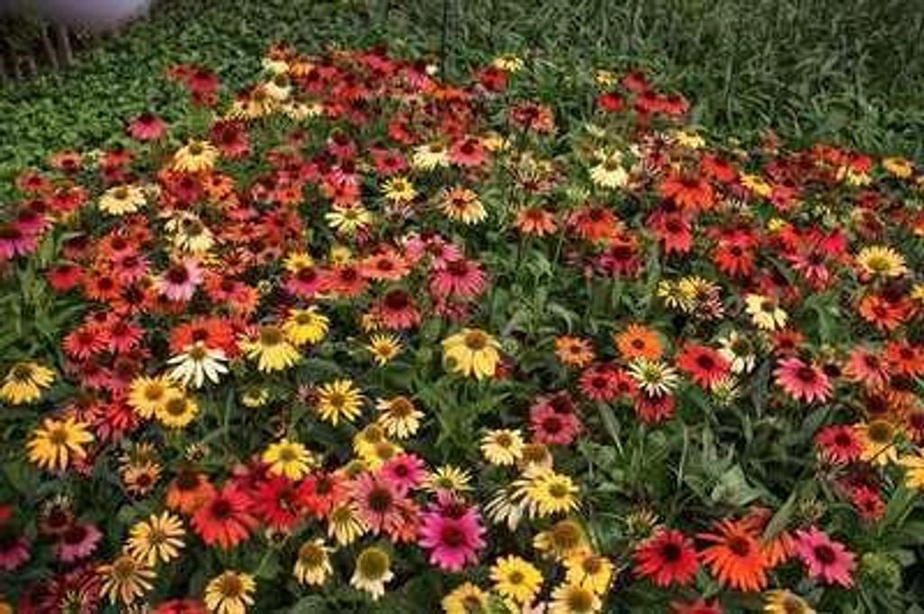 6 x Echinacea purp. 'Cheyenne Spirit' - Sonnenhut - Topf 9 x 9 cm