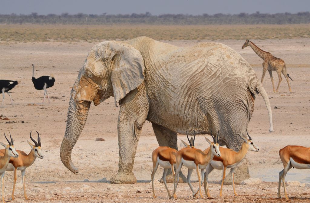 hansepuzzle 80464 - Elefant Puzzle, 500 Teile, Natur, 46,0 x 30,0cm mit hochwertiger Aufbewahrung, Kartonbox und wiederverschließbarem Beutel