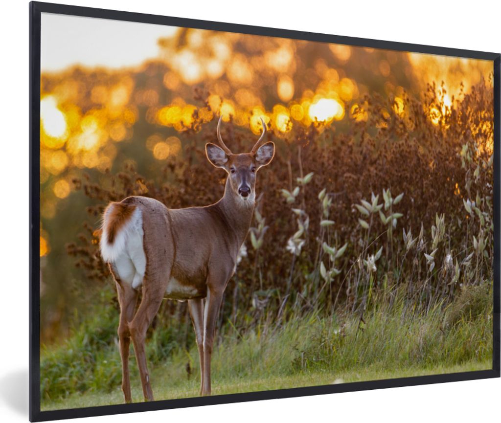 MuchoWow Gerahmtes Poster Hirsche - Pflanzen - Sonnenuntergang - Wildtiere - Natur 30x20 cm - Poster mit Schwarzem Bilderrahmen Wandposter Rahmen...
