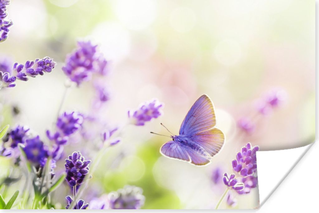 MuchoWow Poster Lavendel - Schmetterling - Blumen 90x60 cm - Schlafzimmer