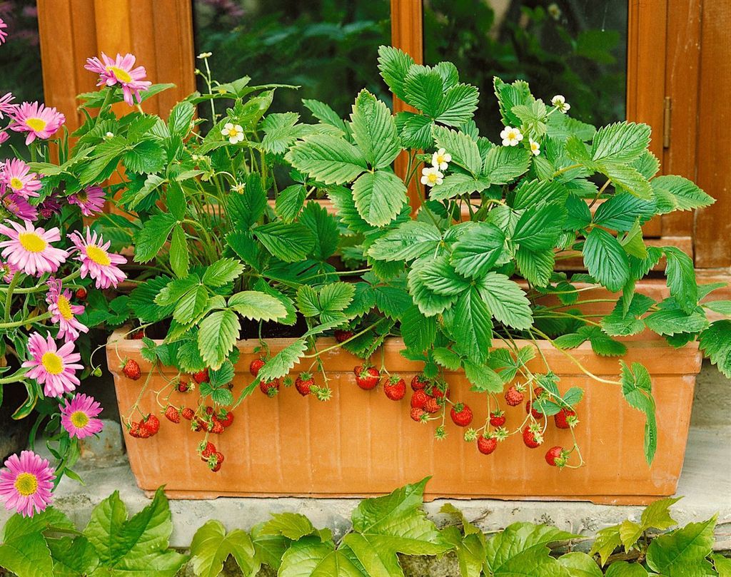 Fragaria vesca var. semperflorens 'Rügen', Walderdbeere, ca. 9x9 cm Topf