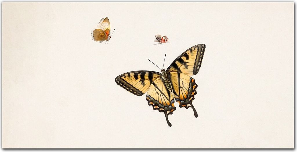 Coloray - Bild aus Glas - Glasbilder - 100 x 50 cm - Küche Wanddekoration Dekoration Wohnzimmer Gehärtetes Glas Glasblock mit Bild - Insekt Schme...