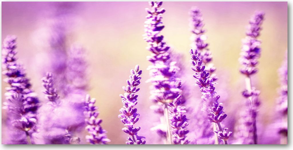 Tulup Leinwandbild -100x50 cm - Wandkunst - Drucke auf Leinwand - Leinwanddruck - Blumen & Pflanzen - Lila - Lavendel