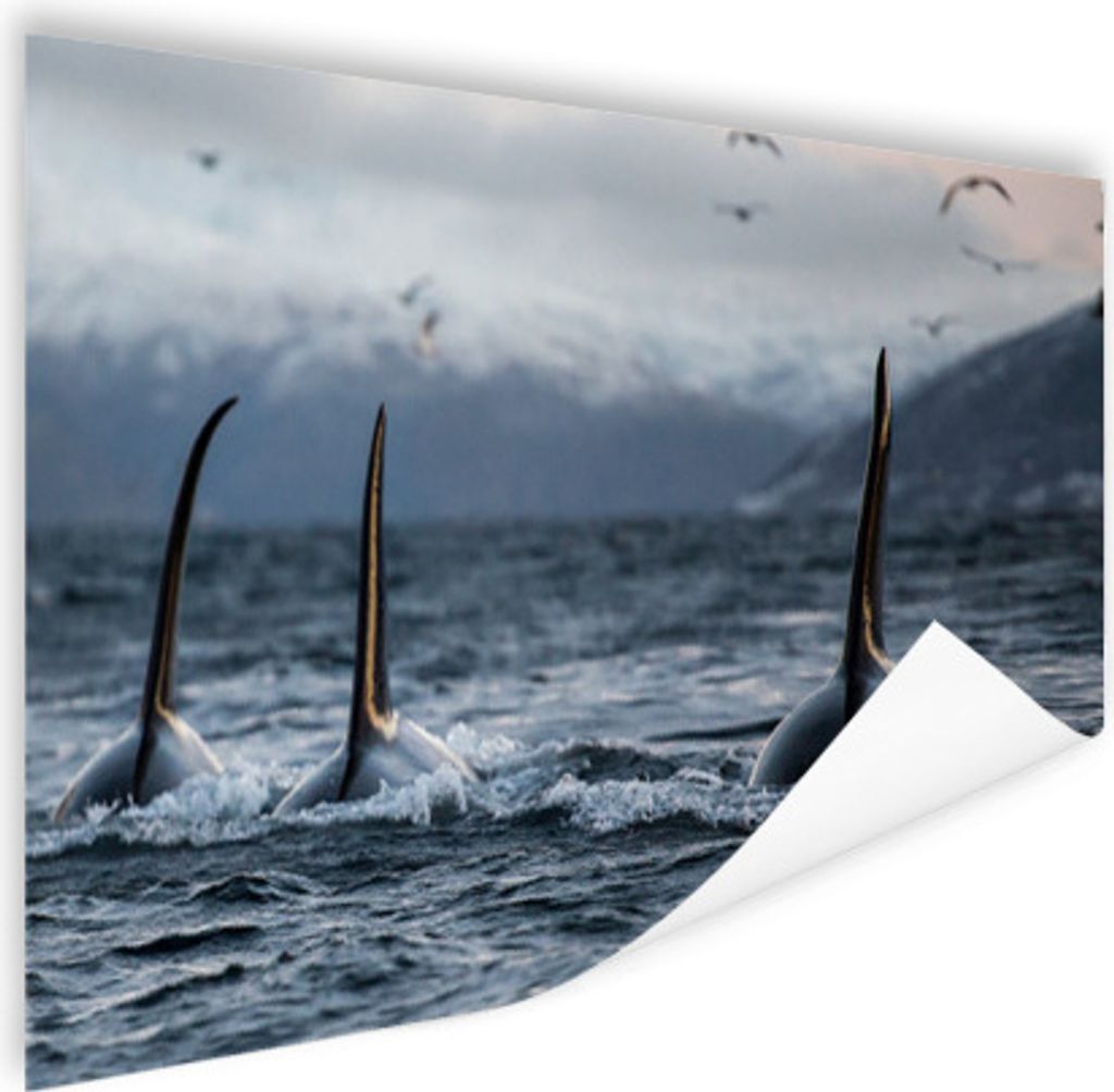 MuchoWow Poster Drei Orcas 60x40 cm - Schlafzimmerdekoration