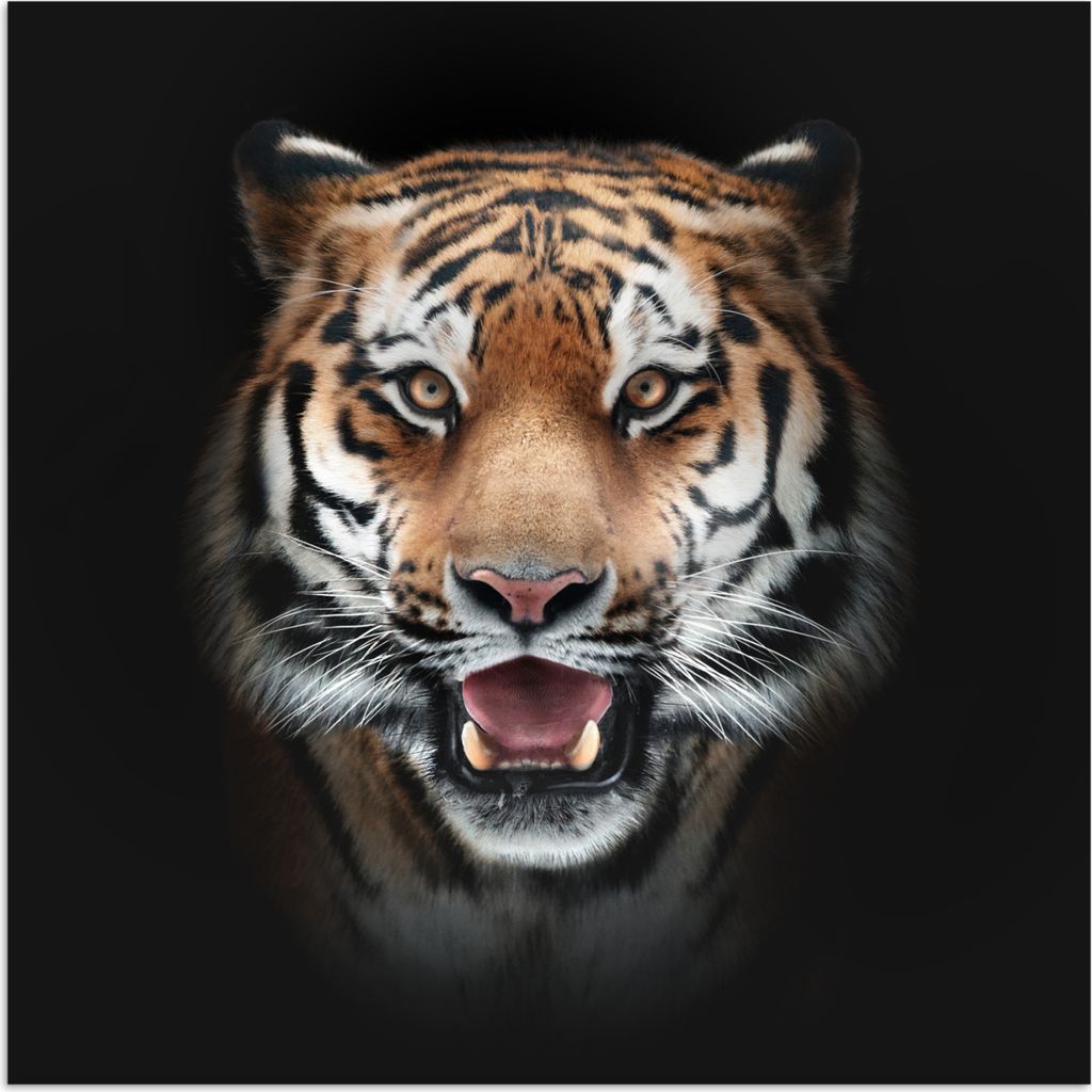 MuchoWow Poster Tiger - Porträt - Tier 30x30 cm - Wandposter - Printing