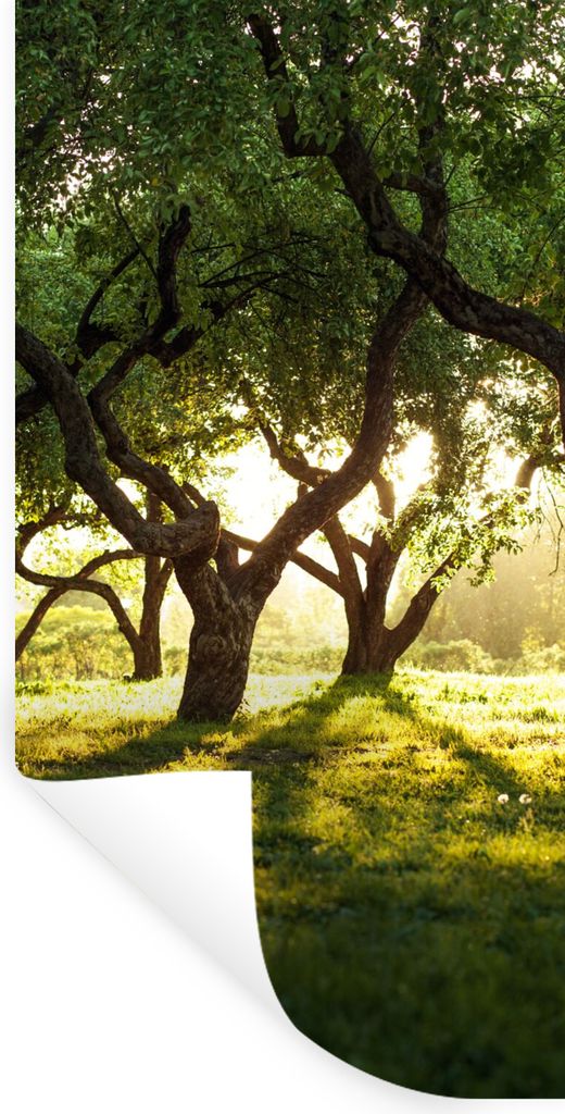 MuchoWow Wandtattoo Wandsticker Wandaufkleber Bäume - Natur - Sonne 20x40 cm Selbstklebend und Repositionierbar - Selbstklebend - Fototapeten