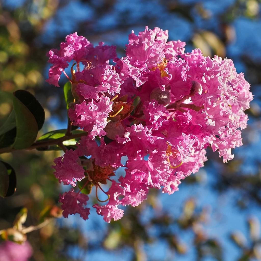 Lagerstroemia indica ‘Lipan’, Indischer Flieder, 2-Liter-Topf