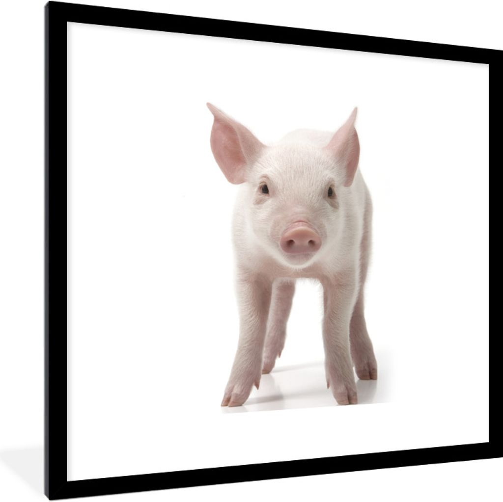 MuchoWow Gerahmtes Poster Schwein - Tiere - Weiß 40x40 cm - Poster mit Schwarzem Bilderrahmen Wandposter Rahmen Foto Bilder - Poster - Plakat im...