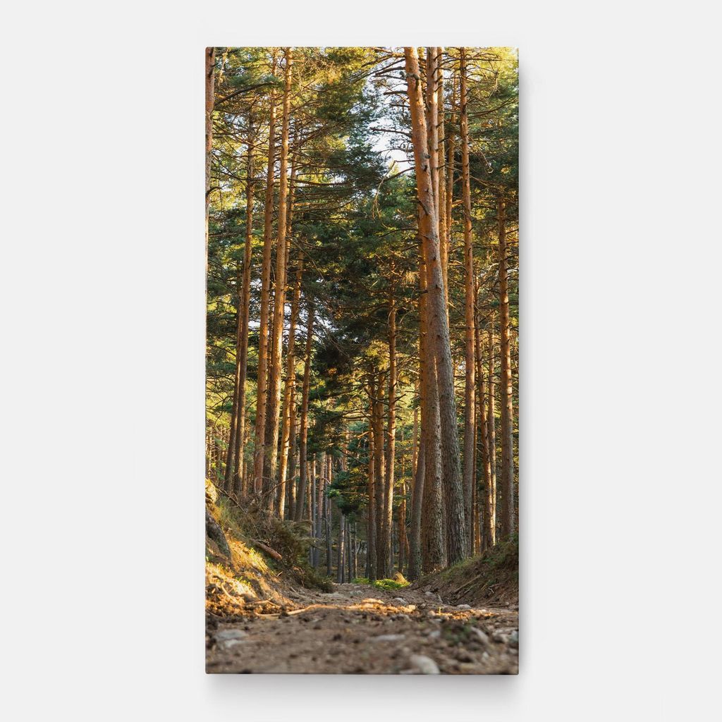 ARTHUB Leinwandbild 40x80 cm, Big Trees Forest | Wohnzimmerdekoration, Hängende Bilder, Wanddekoration, Heimdekoration, Landschaften, Wälder