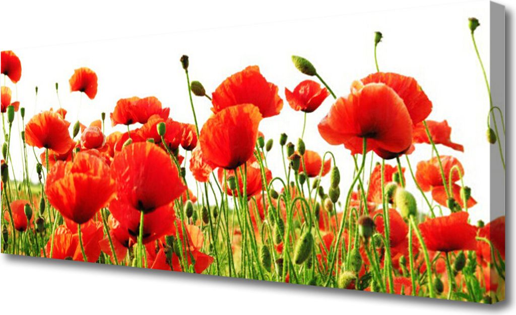 Tulup Leinwand-Bilder 125x50 Wandbild Canvas Kunstdruck Mohnblumen Natur