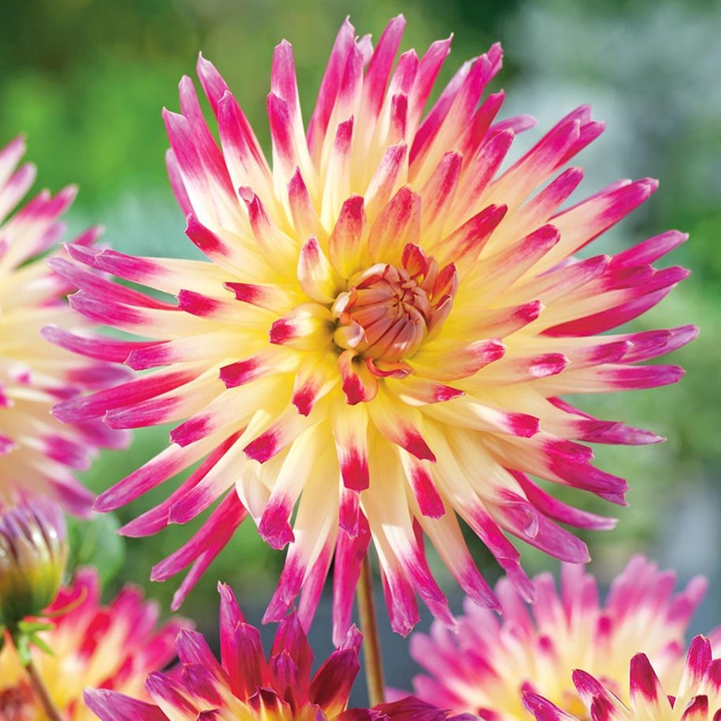Dahlie Dahlienpflanzen Garten und Töpfe Knollen Produktbild 