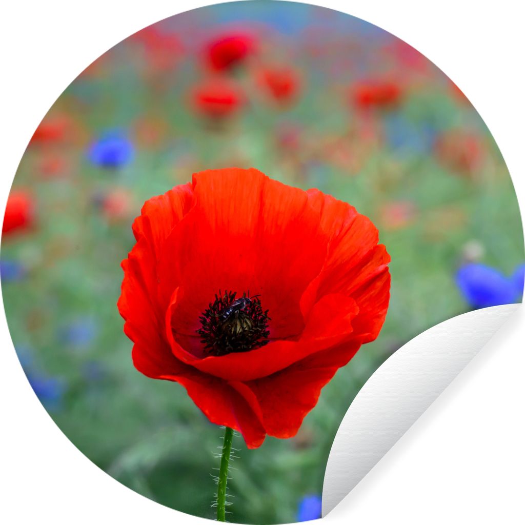MuchoWow Runde Wandtattoo - Wandsticker Tapete Aufkleber Lila und rote Mohnblumen auf einer Wiese Ø 80 cm Selbstklebend und Repositionierbar - W...