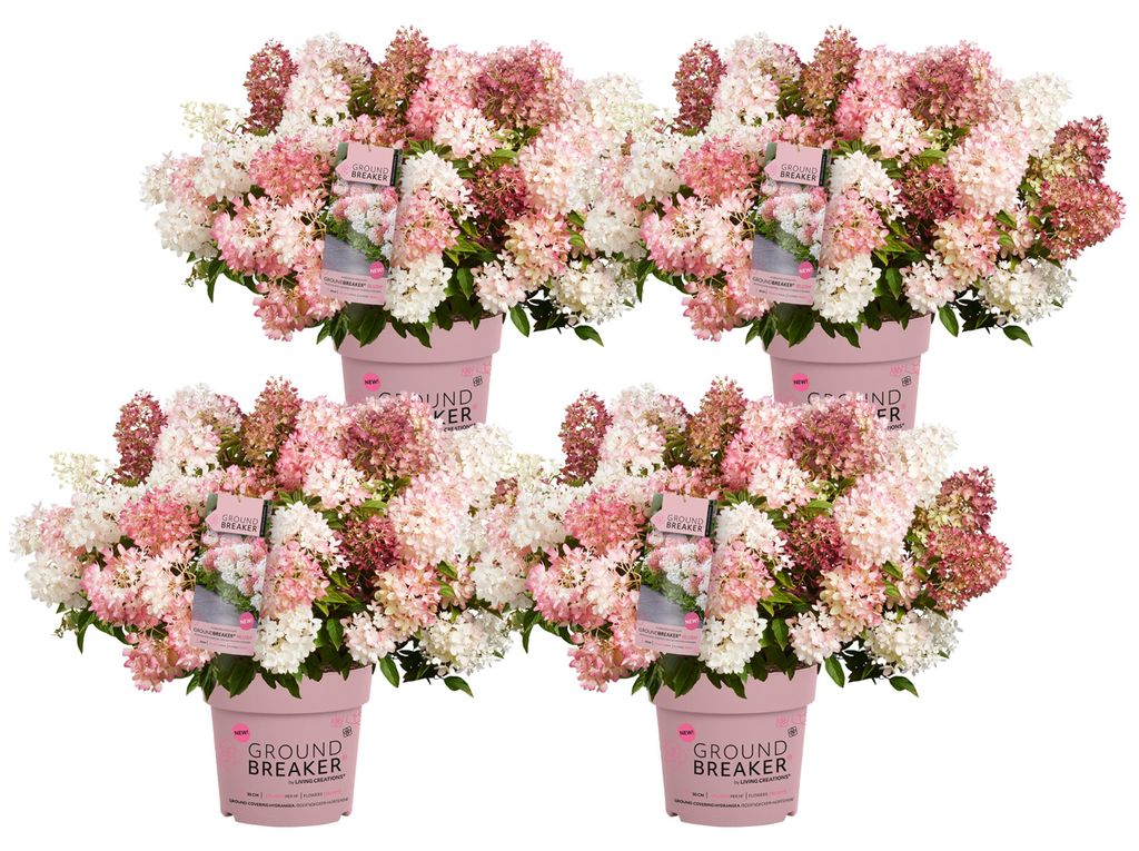 Dehner Bodendecker-Rispenhortensie Groundbreaker Blush , 4er Set, weiße bis rosa Blüten, je ca. 20-30 cm exkl. Pflanztopf, je 1.5 l Topf, Zie...