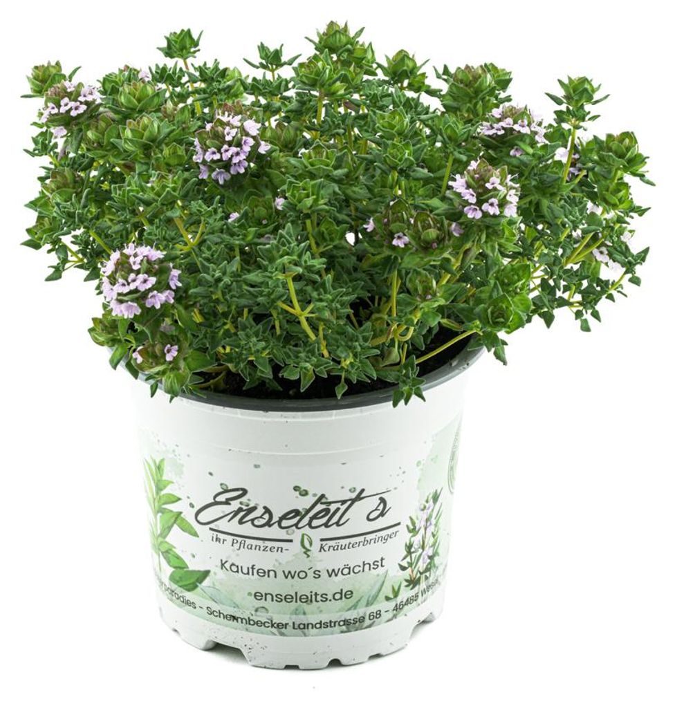 Enseleits Thymus serpyllum 'Creeping Red', Teppichthymian