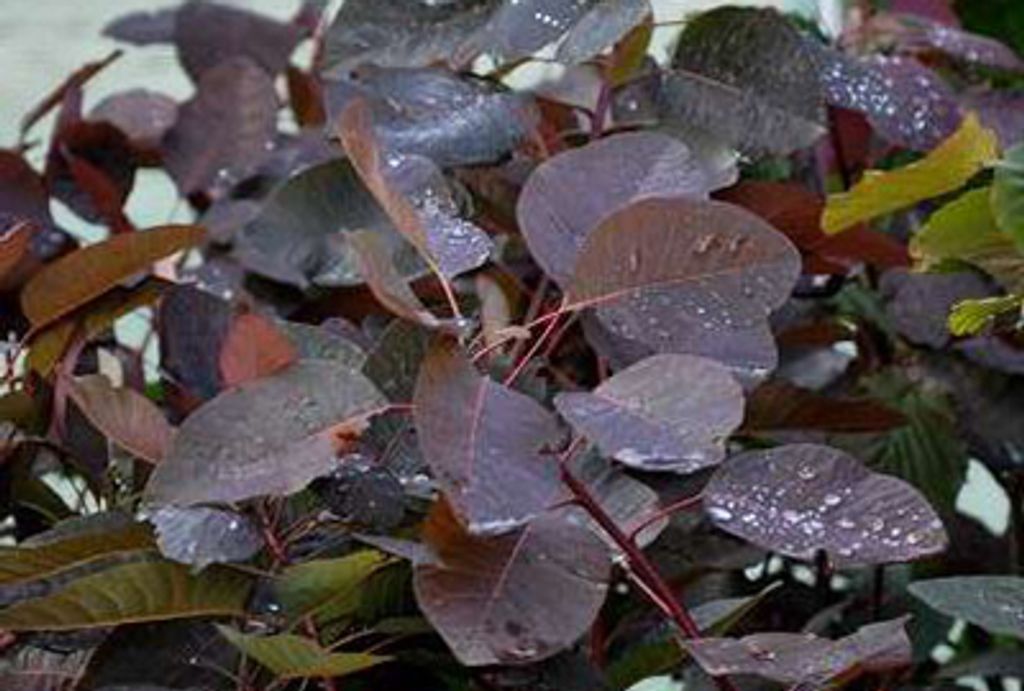 Cotinus dummeri 'Grace' - Perückenstrauch Grace 60- 80 cm Container