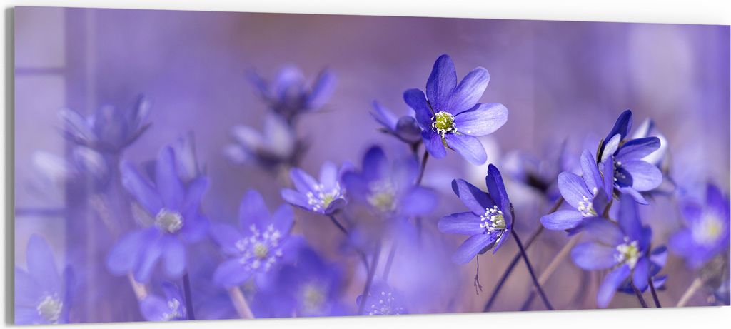 DEQORI Glasbild Acryl 125x50 cm 'Blaue Traumblüten' Wandbild Bild modern Deko